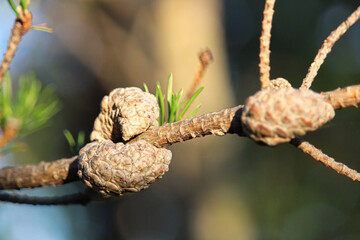 A bare pine branch with closed brown cones