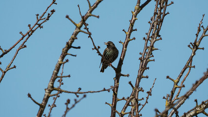 starling bird in a tree enjoying some sun and a blue sky 