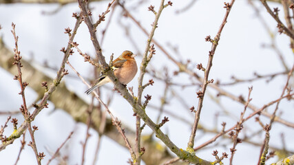 Finch bird on a branch enjoying some sun at wintertime
