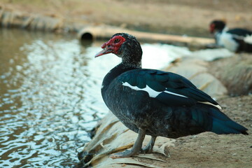Fototapeta premium ducks in nature