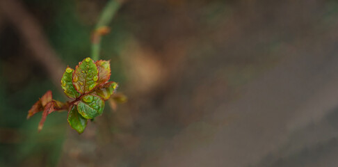 orange leaves of rose plant with water drops after rain