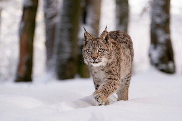 Eurasian wild cat in wild nature habitat, Czech, Europe. Lynx lynx.