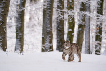 Eurasian wild cat in wild nature habitat, Czech, Europe. Lynx lynx.