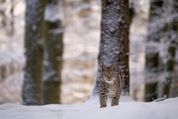 Eurasian wild cat in wild nature habitat, Czech, Europe. Lynx lynx.