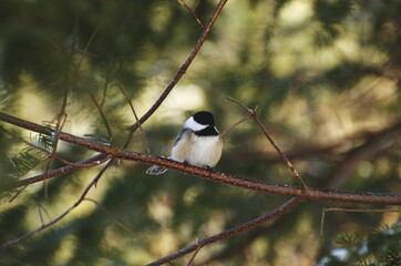 Chickadee perched on a branch during the winter in Ontario, Canada.
