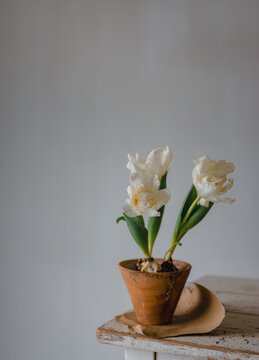 Aufgeblühte weiße Tulpen in einem Blumentopf
