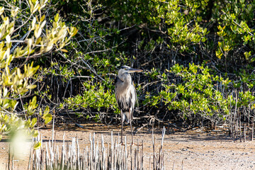 Birds in the Tropics