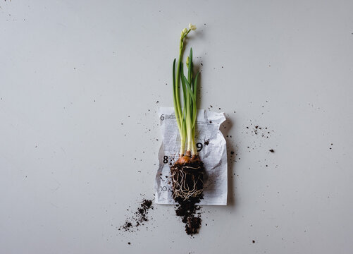 Fr&uuml;hlingsblume und Blumezwiebel auf Zeitungpapier