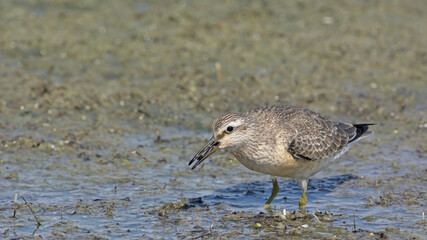 Fototapeta premium Red Knot (Calidris canutus), Greece