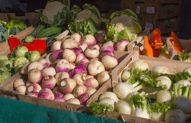 turnips, cabbages, fennels and pumpkins at sunny winter market