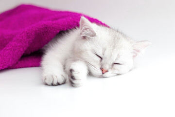 Cute white kitten sleeping in a violet towel on a white background