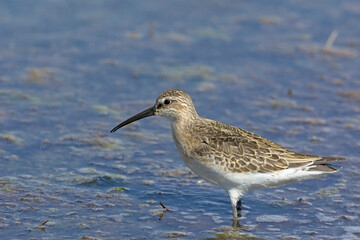 Curlew Sandpiper (Calidris ferruginea), Greece