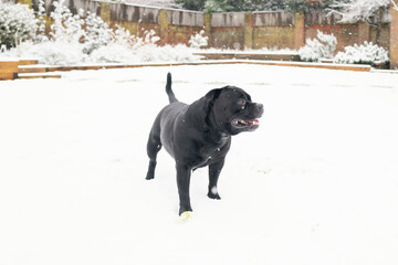 Staffordshire Bull Terrier dog standing in the snow in a back garden. He has a ball at his feet.