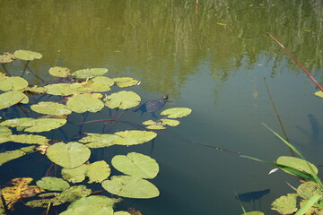 Turtle in pond