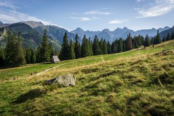 Sunny glade - Rusinowa Polana, Tatra Mountains, Poland - obrazy, fototapety, plakaty