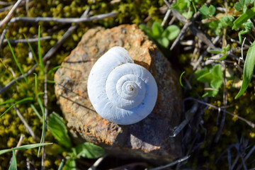 snail shell on the rock in the meadow 