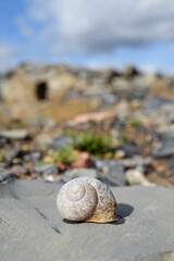 snail shell on the rock