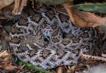 Diamond Back Rattlesnake in waiting