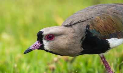 Southern Lapwing hunting for eat