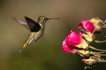 Rivoli's Hummingbird
