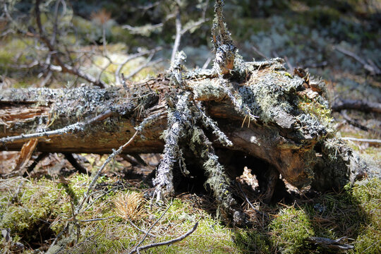 The trunk of an old spruce tree covered in moss and lichen