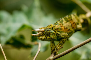 Dreihornchamäleon in Uganda - 2 