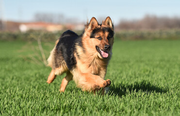 a nice and strong shepherd dog 