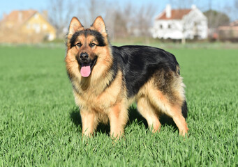 a nice and strong shepherd dog 