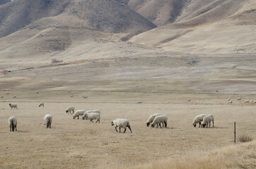 Sheep in a pasture in the mountains.
