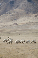 Sheep in a pasture in the mountains.