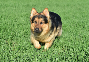 a nice and strong shepherd dog 