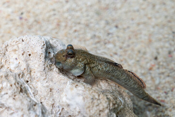 Periophthalmus, gobie marcheur