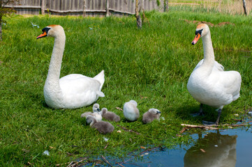 pair of swans with little swans