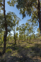 Fototapeta premium The eucalyptus jungle of Tetouan