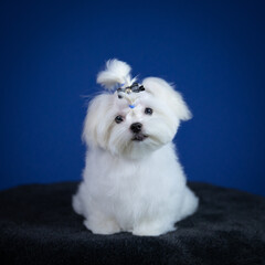 white terrier dog
