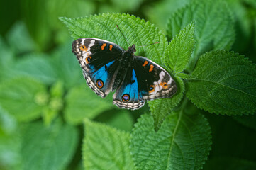 Papillon