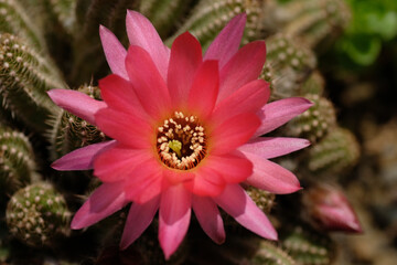 Large pink flower in bloom on a background of green cactus. Natural background. Spiky plant. Flat lay. View from above.  Macrophotography. Summer time. Vegetation of the desert.