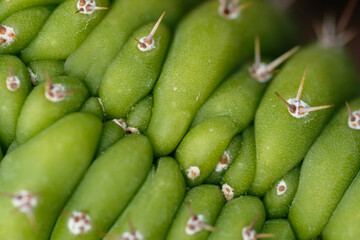 Green cactus with an interesting and irregular but repetitive shape with protruding spines. Natural background. Flat years. View from above.  Macrophotography. Summer time. Vegetation of the desert.