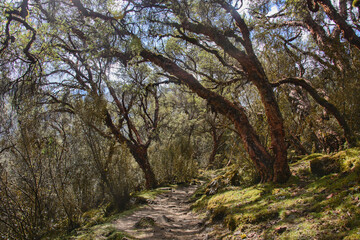 Fototapeta na wymiar Polylepis forest along the Santa Cruz trek, Cordillera Blanca, Ancash, Peru