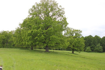 oaks in the field