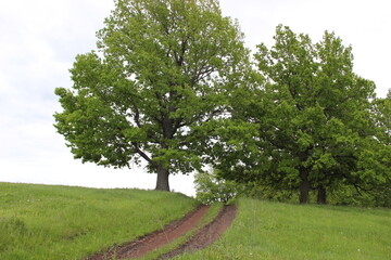 oaks in the field