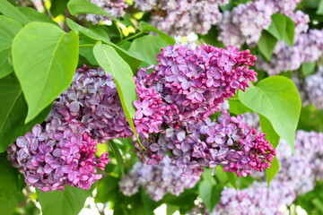 lilac flowers on a tree