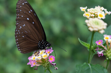 Papillon