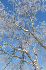 Looking up. Tree branches covered in ice crystals against blue sky