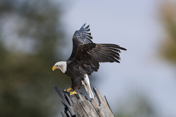 Bald Eagle (Haliaeetus leucocephalus) Going Fishing