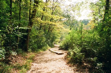 path in the forest