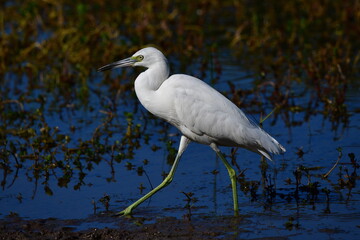 Fototapeta premium Juvenile little blue heron (Egretta caerulea) wading in shallow water