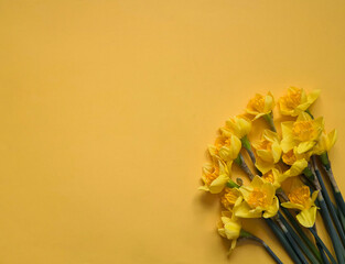 Yellow daffodils on yellow surface shot from above with space for text. Flat lay, top view, copy space. Easter and Mother's Day concept. Floral background.