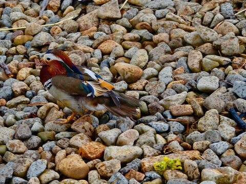 Oiseau camoufl&eacute;