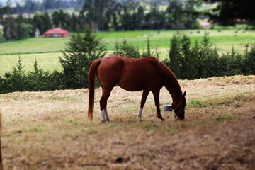 Obraz premium el gran potrillo